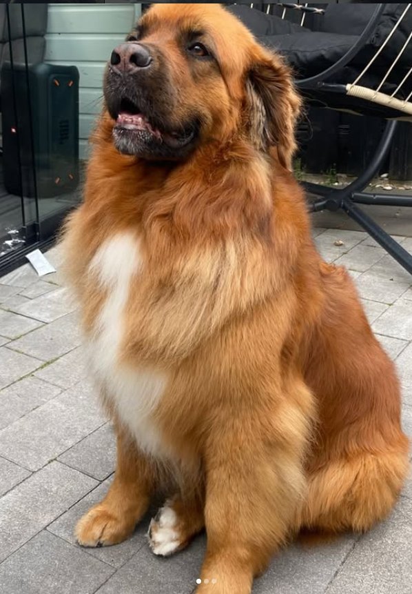 Bruine hond na