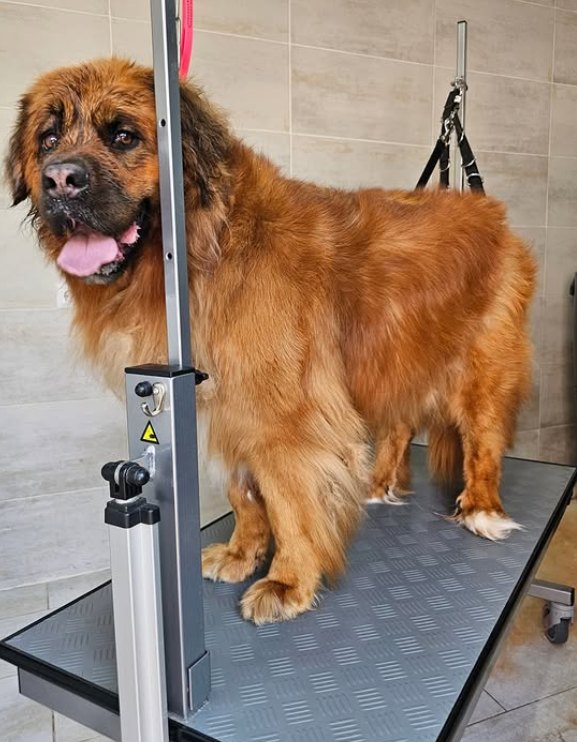 Bruine hond voor