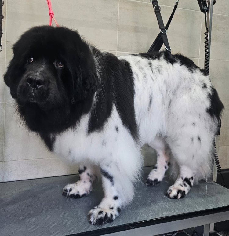 Landseer na