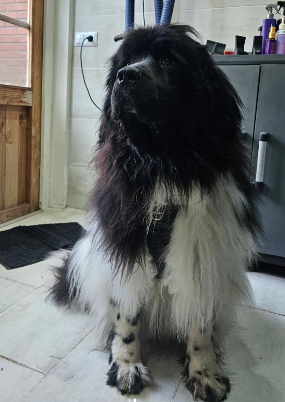 Landseer voor